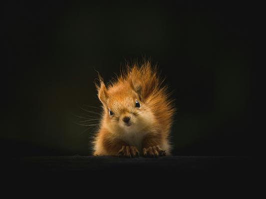 A squirrel looking at a camera 