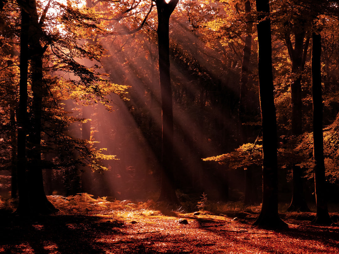 Morning light in autumn The New Forest Hampshire Photo Print - Canvas - Framed Photo Print - Hampshire Prints