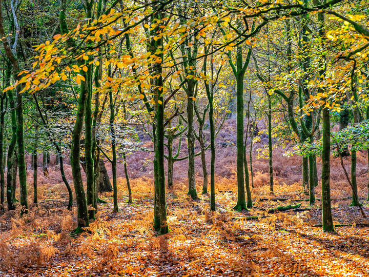 Autumn colours in Bolderwood The New Forest Hampshire Photo Print - Canvas - Framed Photo Print - Hampshire Prints