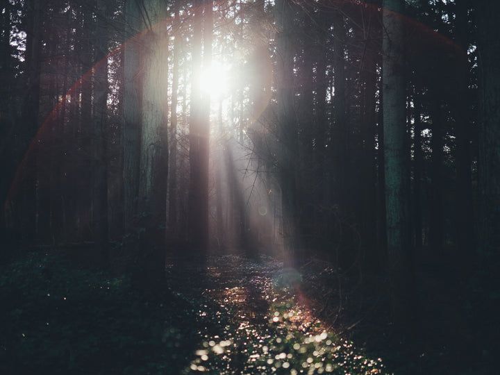 Light through the trees Lyndhurst The New Forest Hampshire Photo Print - Canvas - Framed Photo Print - Hampshire Prints