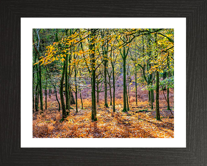 Autumn colours in Bolderwood The New Forest Hampshire Photo Print - Canvas - Framed Photo Print - Hampshire Prints