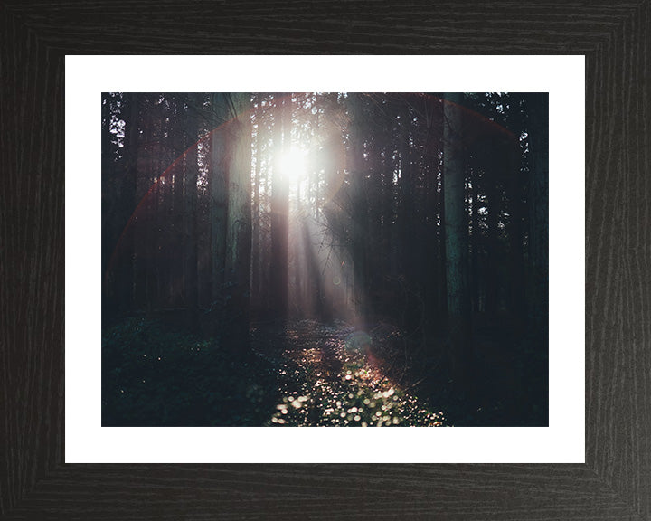 Light through the trees Lyndhurst The New Forest Hampshire Photo Print - Canvas - Framed Photo Print - Hampshire Prints