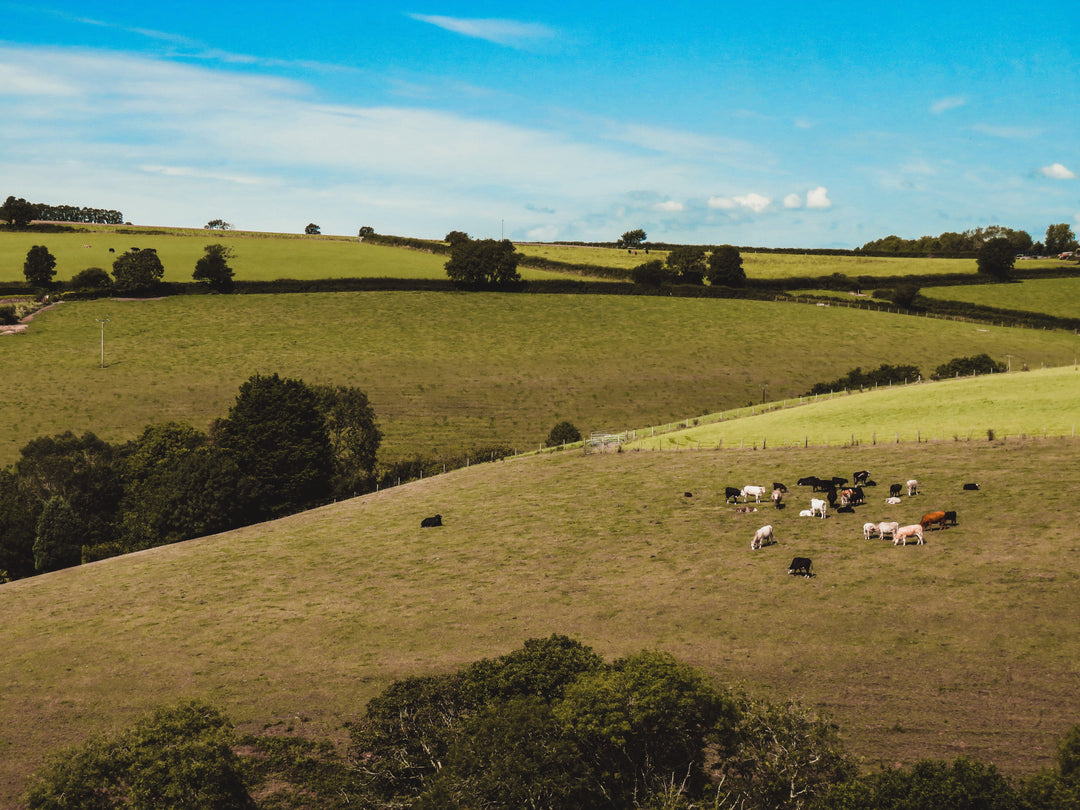 The Cornish countryside in summer Cornwall Photo Print - Canvas - Framed Photo Print - Hampshire Prints