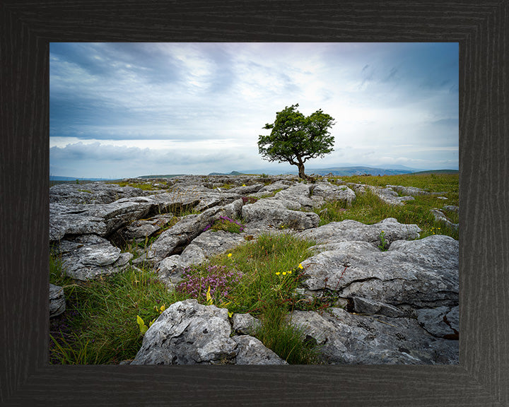 A lone tree in The Yorkshire Dales Photo Print - Canvas - Framed Photo Print - Hampshire Prints