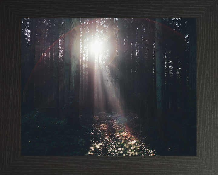 Light through the trees Lyndhurst The New Forest Hampshire Photo Print - Canvas - Framed Photo Print - Hampshire Prints