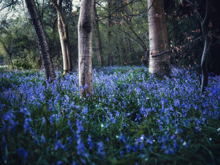 Bluebells woodland in the Kent Photo Print - Canvas - Framed Photo Print - Hampshire Prints