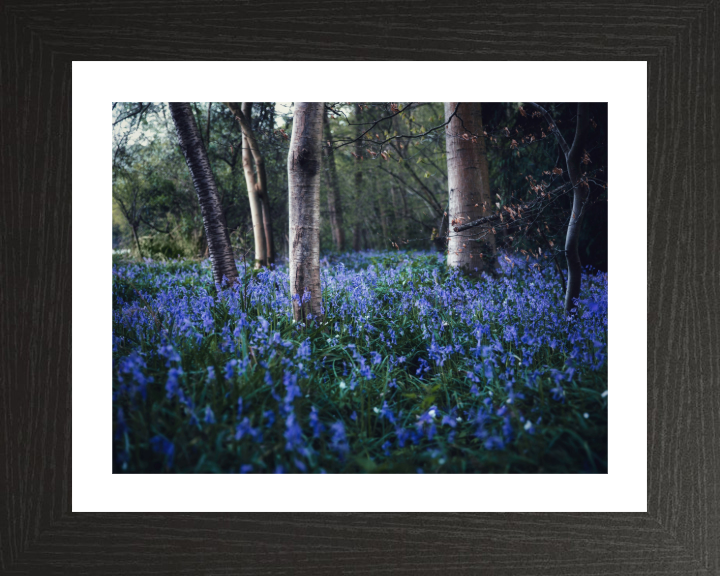 Bluebells woodland in the Kent Photo Print - Canvas - Framed Photo Print - Hampshire Prints