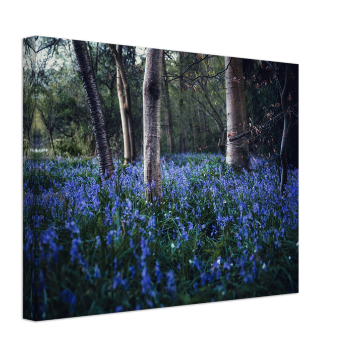 Bluebells woodland in the Kent Photo Print - Canvas - Framed Photo Print - Hampshire Prints