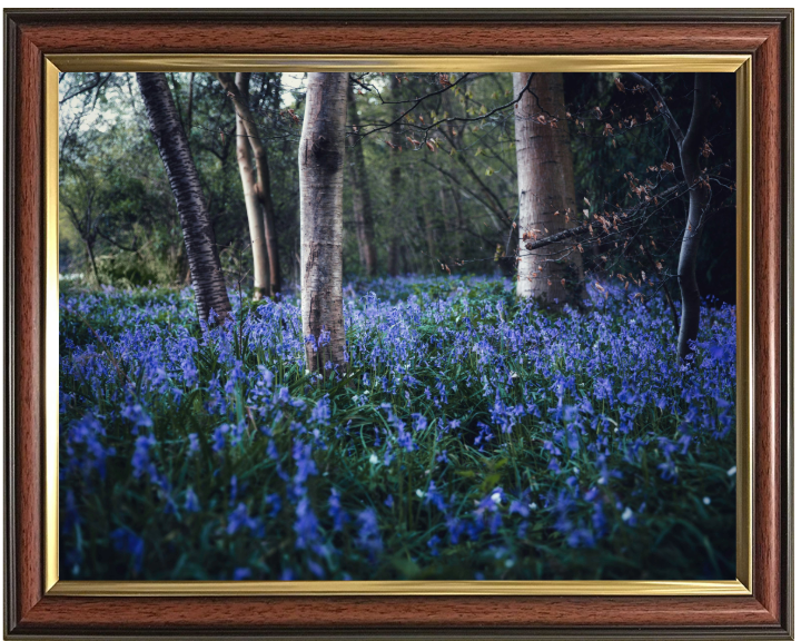 Bluebells woodland in the Kent Photo Print - Canvas - Framed Photo Print - Hampshire Prints