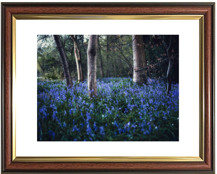 Bluebells woodland in the Kent Photo Print - Canvas - Framed Photo Print - Hampshire Prints