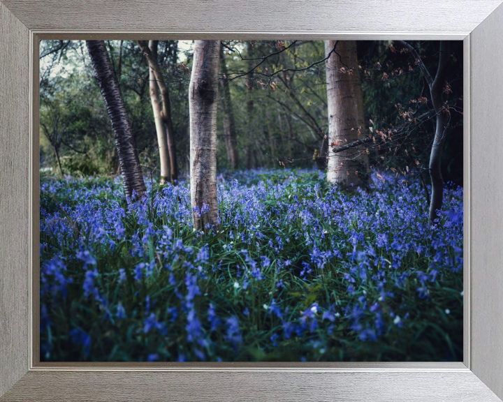 Bluebells woodland in the Kent Photo Print - Canvas - Framed Photo Print - Hampshire Prints