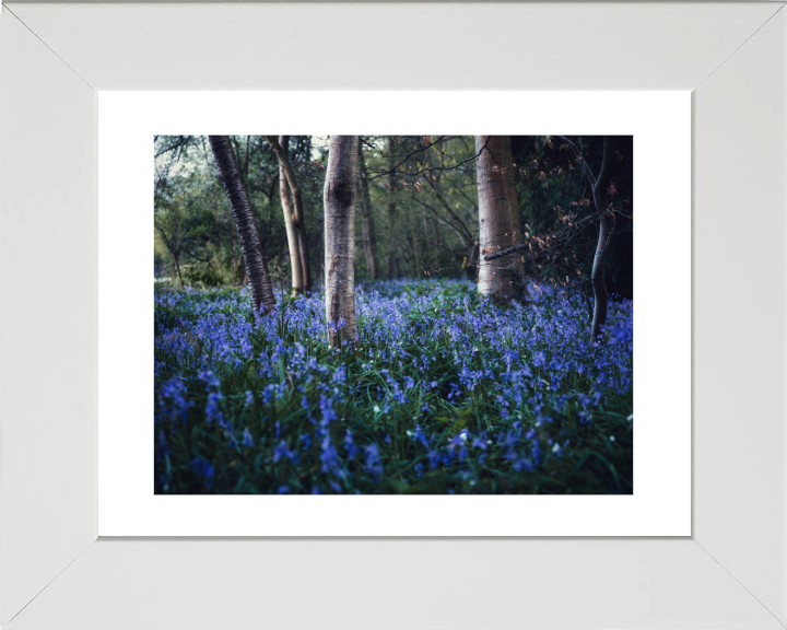 Bluebells woodland in the Kent Photo Print - Canvas - Framed Photo Print - Hampshire Prints