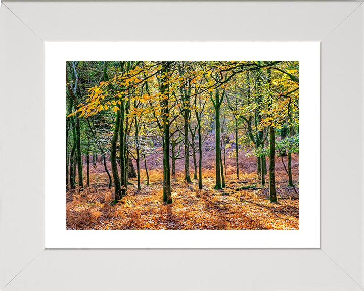 Autumn colours in Bolderwood The New Forest Hampshire Photo Print - Canvas - Framed Photo Print - Hampshire Prints