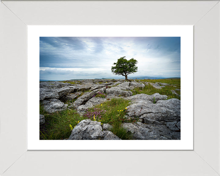 A lone tree in The Yorkshire Dales Photo Print - Canvas - Framed Photo Print - Hampshire Prints