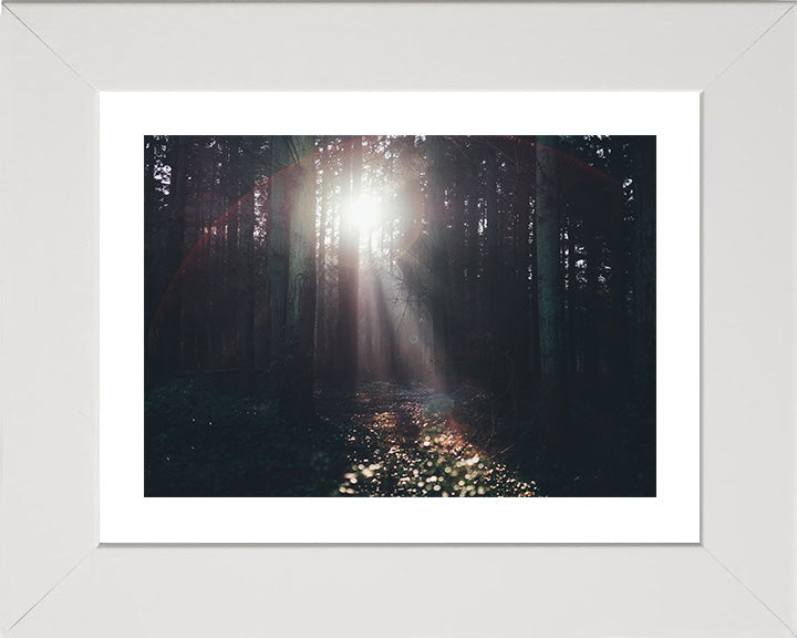 Light through the trees Lyndhurst The New Forest Hampshire Photo Print - Canvas - Framed Photo Print - Hampshire Prints