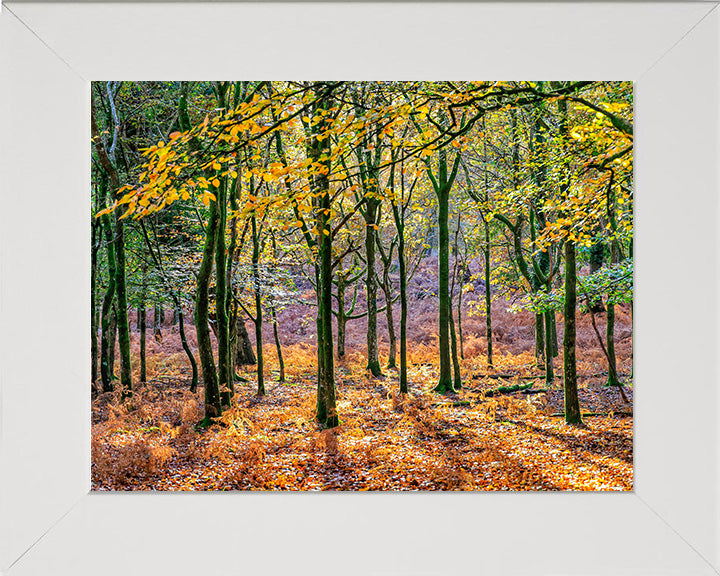 Autumn colours in Bolderwood The New Forest Hampshire Photo Print - Canvas - Framed Photo Print - Hampshire Prints