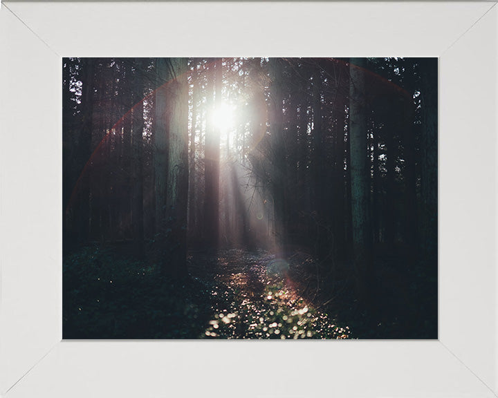 Light through the trees Lyndhurst The New Forest Hampshire Photo Print - Canvas - Framed Photo Print - Hampshire Prints