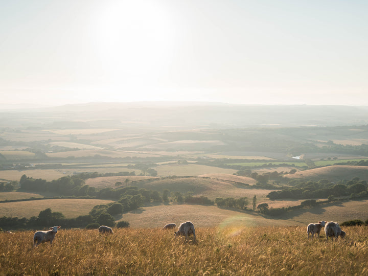 the Isle of Wight countryside Photo Print - Canvas - Framed Photo Print - Hampshire Prints