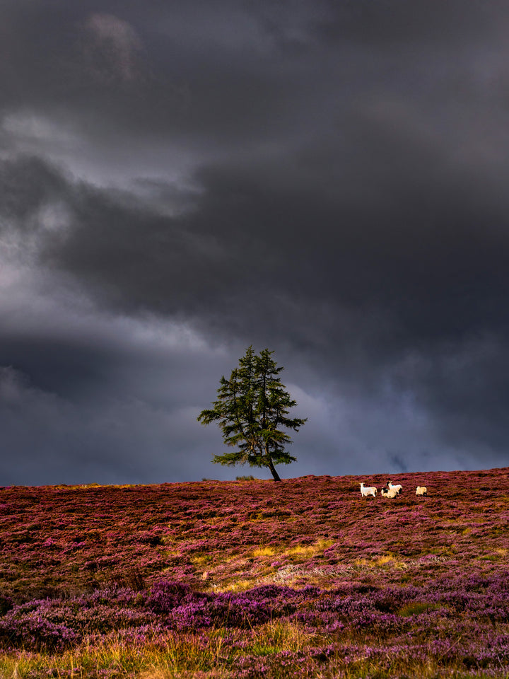 a lone tree Aberdeenshire Scotland Photo Print - Canvas - Framed Photo Print - Hampshire Prints