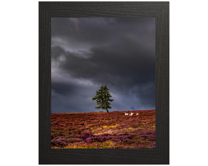 a lone tree Aberdeenshire Scotland Photo Print - Canvas - Framed Photo Print - Hampshire Prints