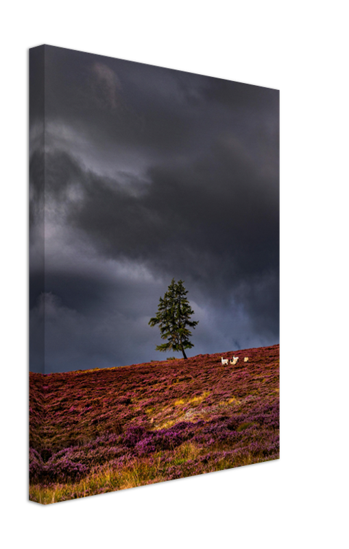 a lone tree Aberdeenshire Scotland Photo Print - Canvas - Framed Photo Print - Hampshire Prints