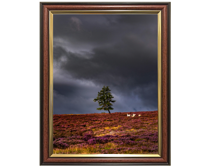 a lone tree Aberdeenshire Scotland Photo Print - Canvas - Framed Photo Print - Hampshire Prints