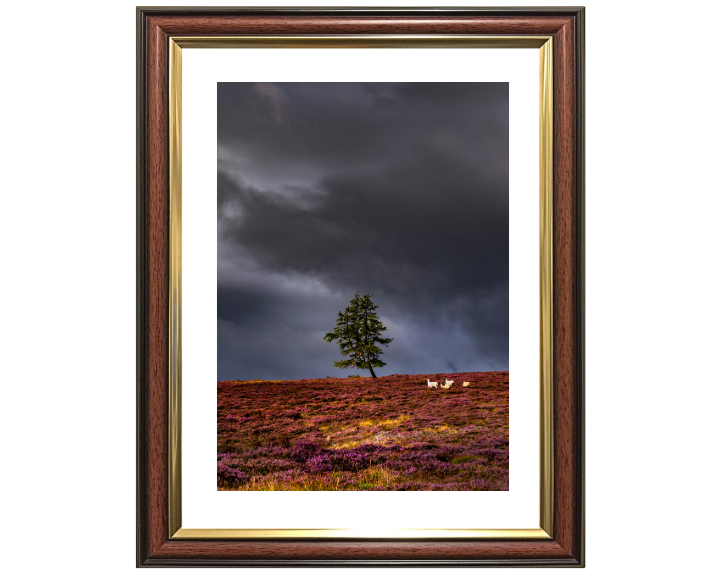 a lone tree Aberdeenshire Scotland Photo Print - Canvas - Framed Photo Print - Hampshire Prints