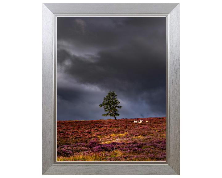 a lone tree Aberdeenshire Scotland Photo Print - Canvas - Framed Photo Print - Hampshire Prints