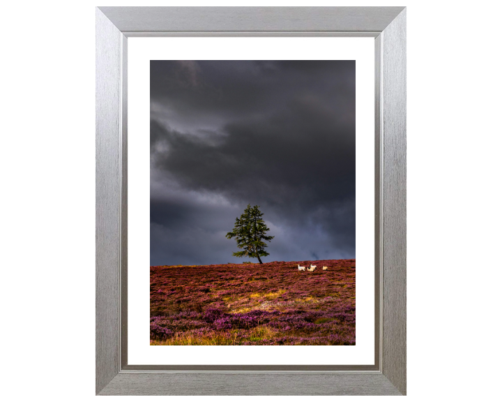 a lone tree Aberdeenshire Scotland Photo Print - Canvas - Framed Photo Print - Hampshire Prints