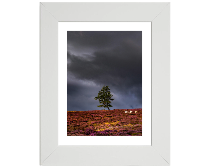 a lone tree Aberdeenshire Scotland Photo Print - Canvas - Framed Photo Print - Hampshire Prints