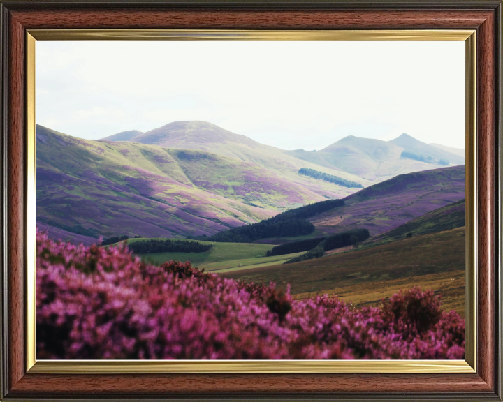 purple heather at Pentland Hills West Linton Scotland Photo Print - Canvas - Framed Photo Print - Hampshire Prints