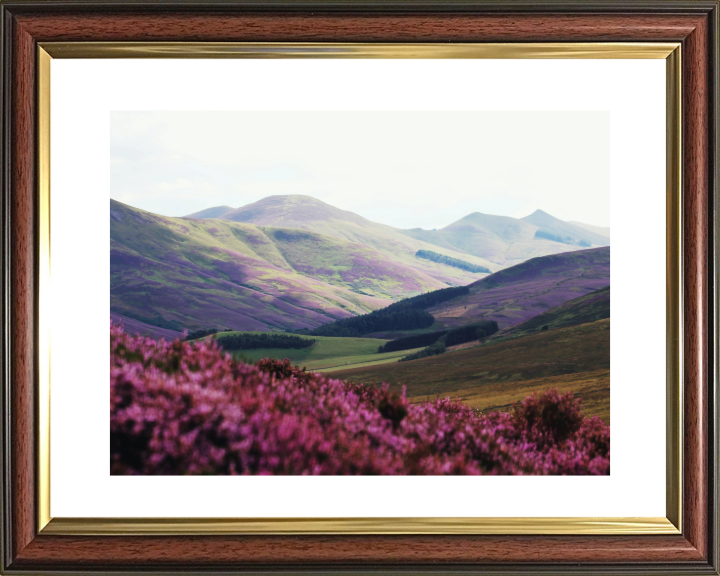 purple heather at Pentland Hills West Linton Scotland Photo Print - Canvas - Framed Photo Print - Hampshire Prints