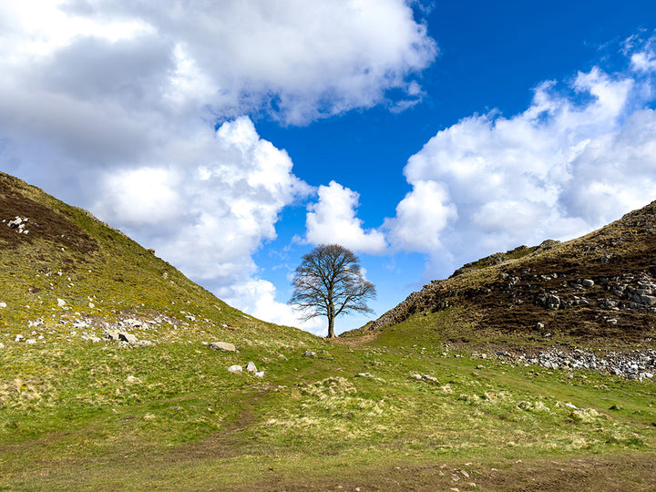 Sycamore Gap Hadrians Wall Northumberland Photo Print - Canvas - Framed Photo Print - Hampshire Prints