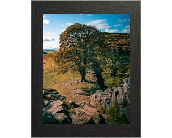 Sycamore Gap Northumberland side view Photo Print - Canvas - Framed Photo Print - Hampshire Prints