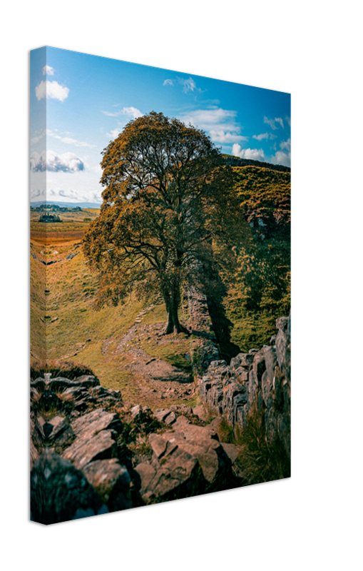 Sycamore Gap Northumberland side view Photo Print - Canvas - Framed Photo Print - Hampshire Prints