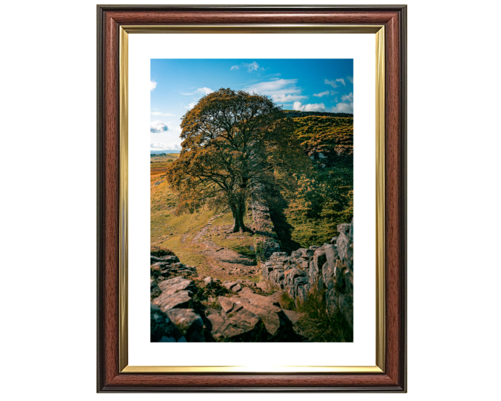 Sycamore Gap Northumberland side view Photo Print - Canvas - Framed Photo Print - Hampshire Prints