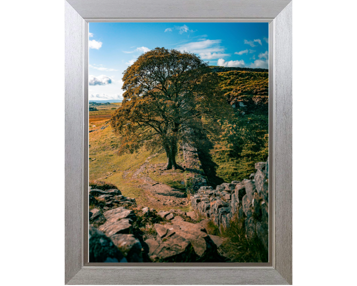 Sycamore Gap Northumberland side view Photo Print - Canvas - Framed Photo Print - Hampshire Prints