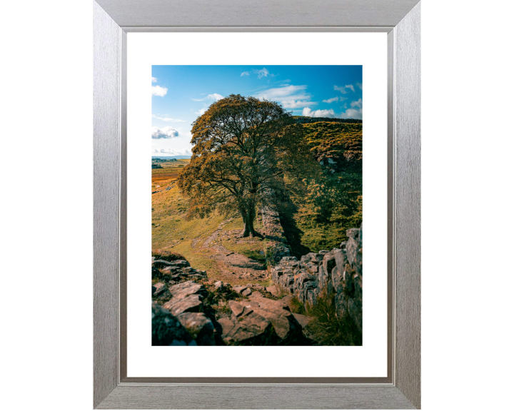 Sycamore Gap Northumberland side view Photo Print - Canvas - Framed Photo Print - Hampshire Prints