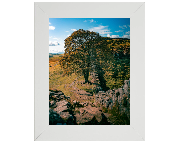 Sycamore Gap Northumberland side view Photo Print - Canvas - Framed Photo Print - Hampshire Prints