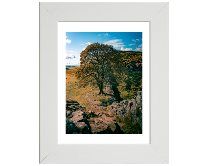 Sycamore Gap Northumberland side view Photo Print - Canvas - Framed Photo Print - Hampshire Prints