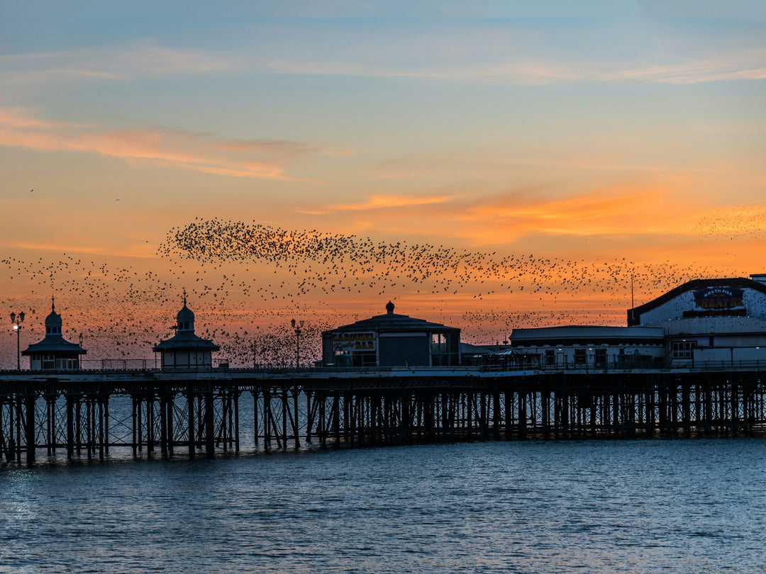 Blackpool North pier murmurations Photo Print - Canvas - Framed Photo Print - Hampshire Prints