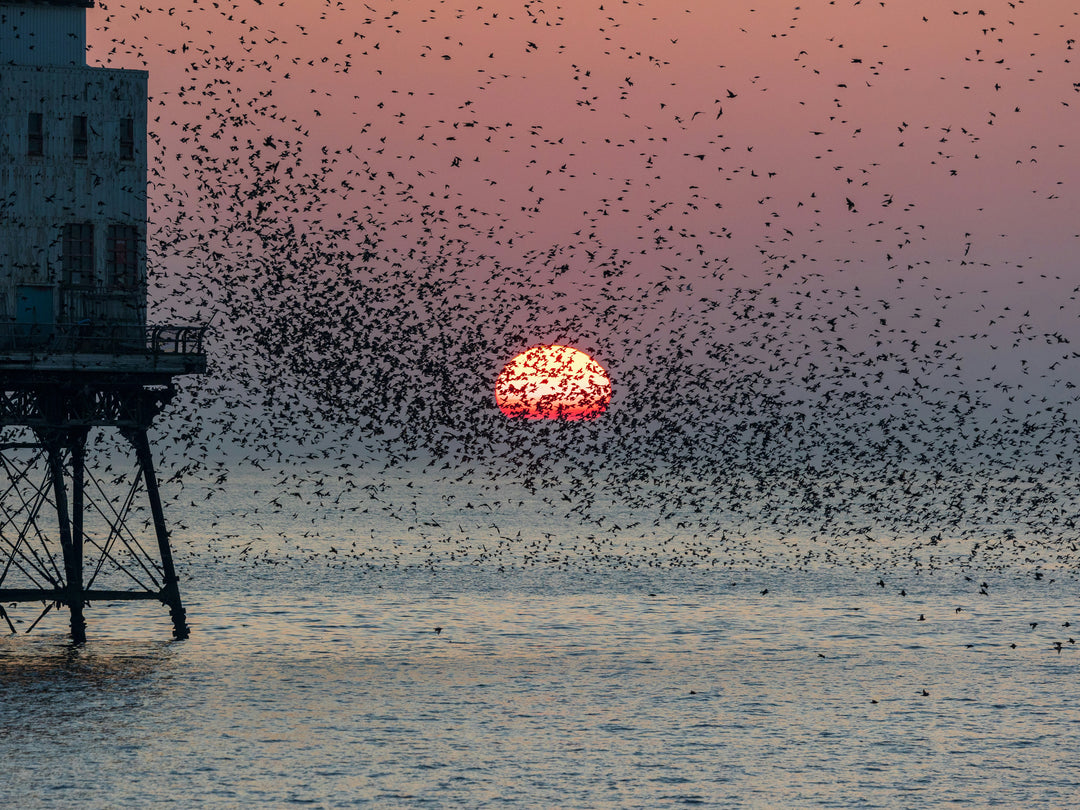 Murmurations at Fleetwood Pier Lancashire Photo Print - Canvas - Framed Photo Print - Hampshire Prints