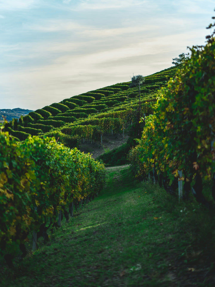 Vineyards at Serralunga Italy Photo Print - Canvas - Framed Photo Print - Hampshire Prints