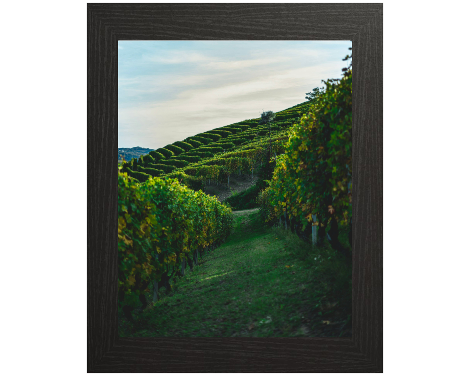 Vineyards at Serralunga Italy Photo Print - Canvas - Framed Photo Print - Hampshire Prints