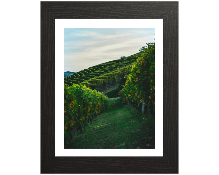 Vineyards at Serralunga Italy Photo Print - Canvas - Framed Photo Print - Hampshire Prints