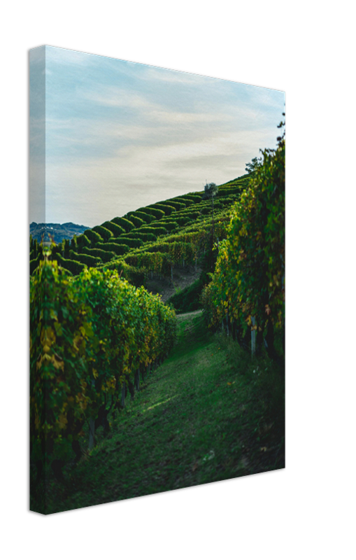 Vineyards at Serralunga Italy Photo Print - Canvas - Framed Photo Print - Hampshire Prints