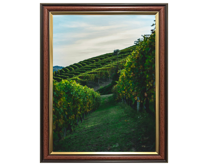 Vineyards at Serralunga Italy Photo Print - Canvas - Framed Photo Print - Hampshire Prints