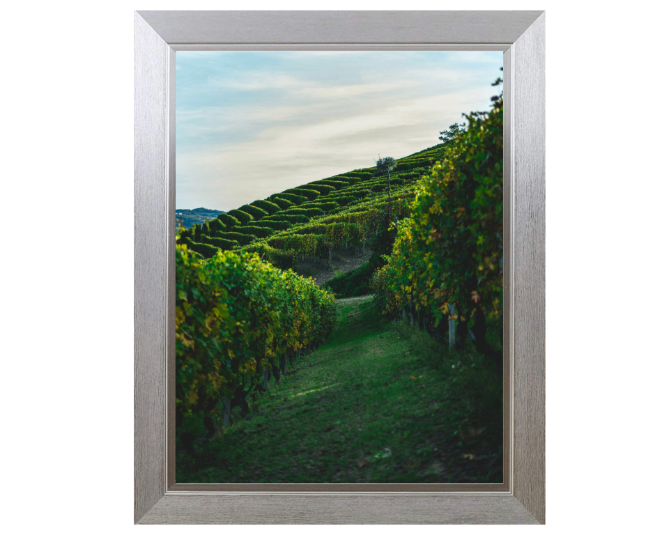 Vineyards at Serralunga Italy Photo Print - Canvas - Framed Photo Print - Hampshire Prints