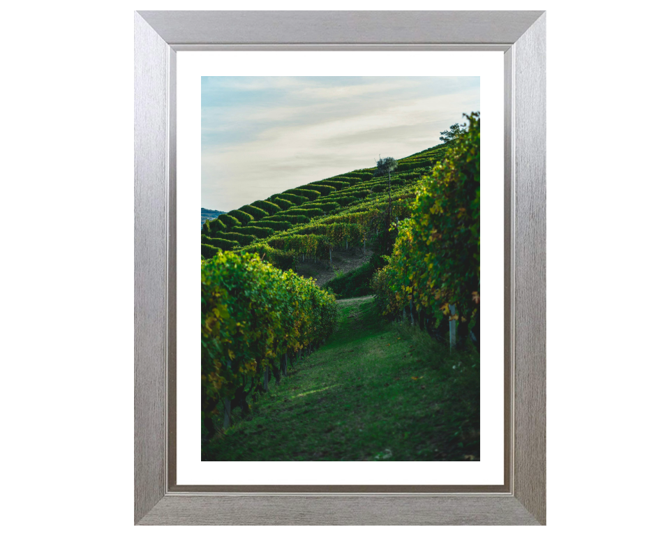 Vineyards at Serralunga Italy Photo Print - Canvas - Framed Photo Print - Hampshire Prints