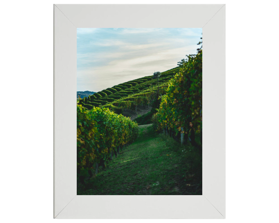 Vineyards at Serralunga Italy Photo Print - Canvas - Framed Photo Print - Hampshire Prints